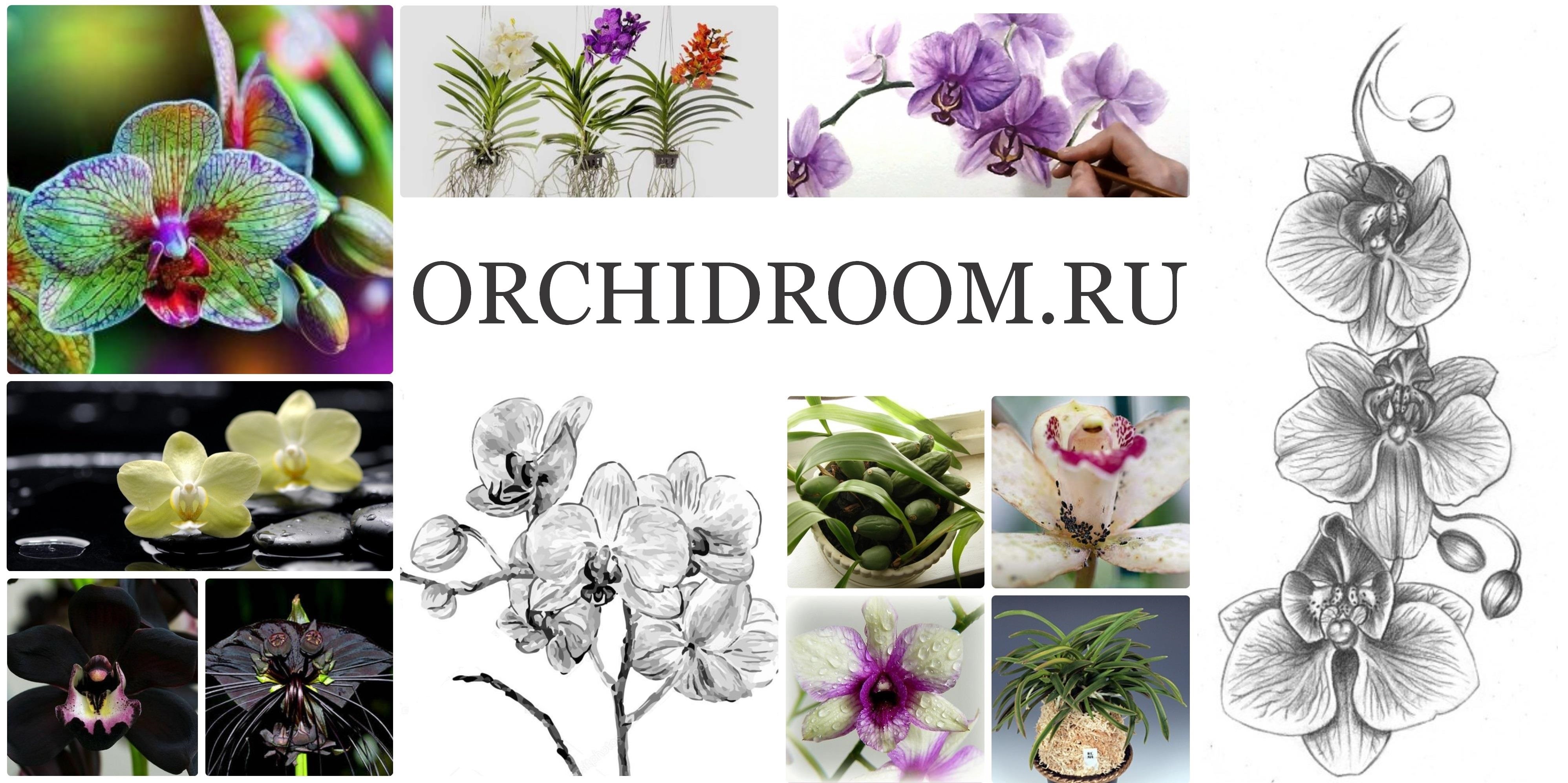 Как выбрать неприхотливую орхидею | Orchidroom