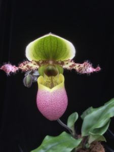 Пафиопедилум Pinocchio - неприхотливая гибридная орхидея для новичка