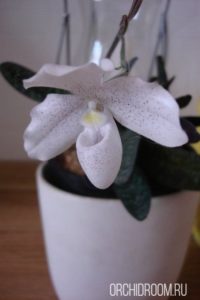 Пафиопедилум Niveum - неприхотливая и устойчивая к холоду орхидея для новичка