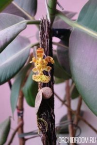 Онцидиум Limminghei - подходящая для новичка орхидея, простит недостаток полива