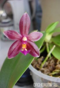 Фаленопсис Valentine - неприхотливая долгоцветущая орхидея для новичка